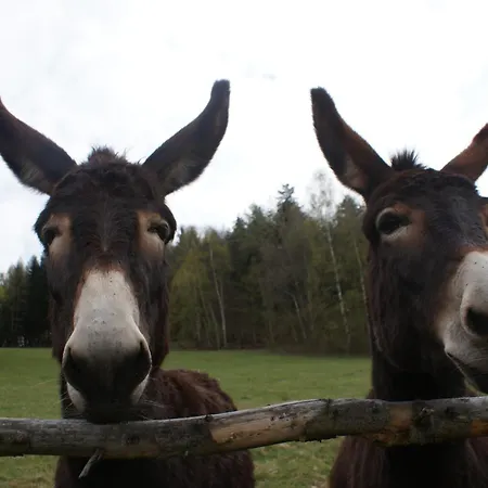 Διαμέρισμα Pod Bukiem