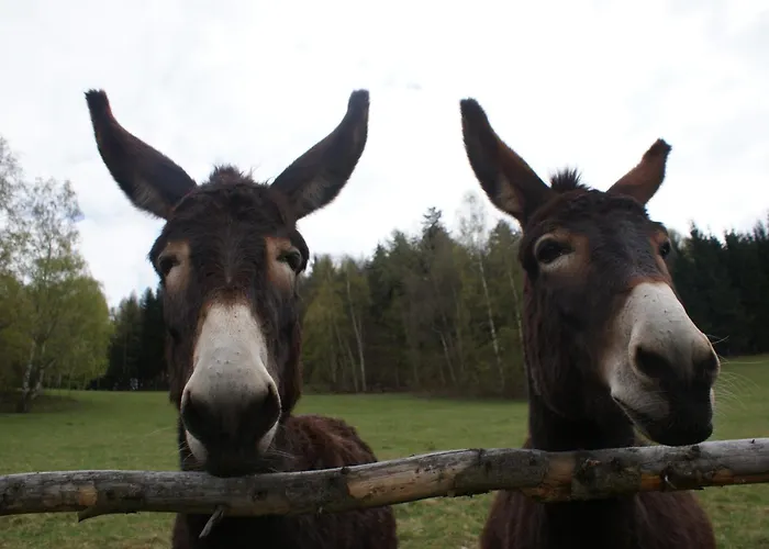 Apartment Pod Bukiem